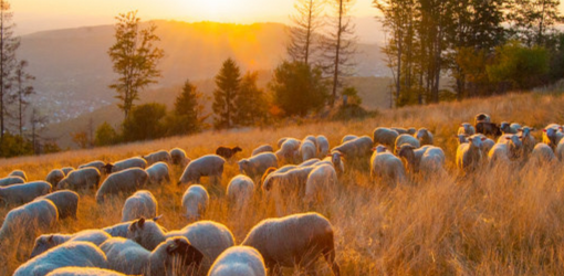 ovce, pastier a zapad slnka
